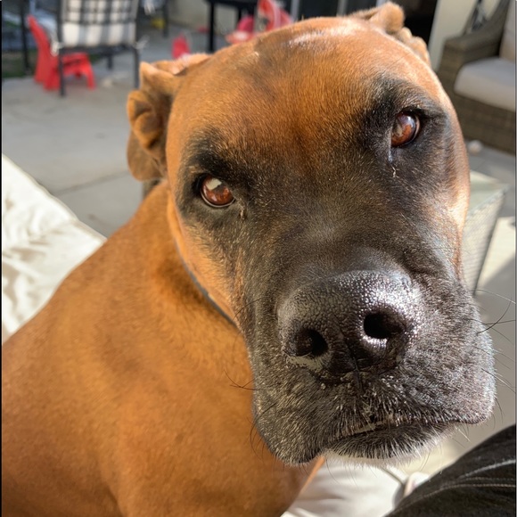 Dog Mom Bracelet 🐾 - Picture 8 of 10